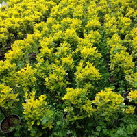 Bahçeniz İçin En Dayanıklı Bitkiler: İbreli Türler ve Avantajları