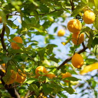 Saksıda Yetiştirilebilecek En Güzel Narenciye Ağaçları