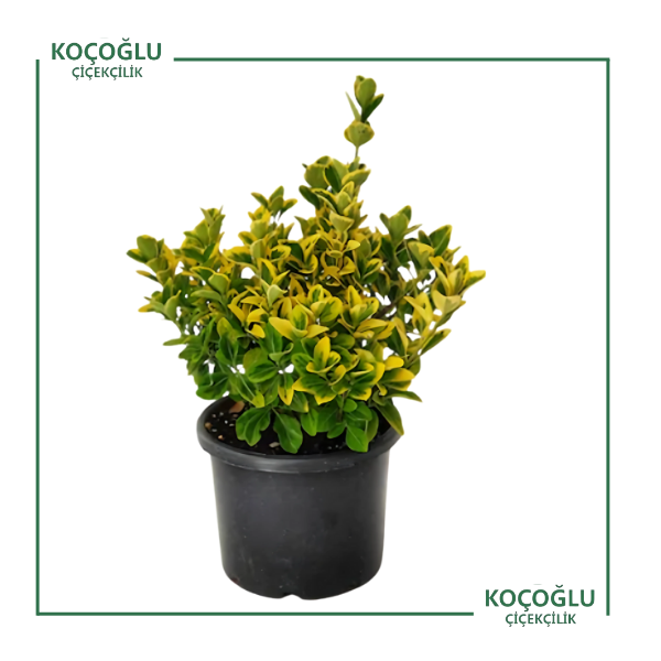 Euonymus Japonicus Aurea (Gold Taflan)