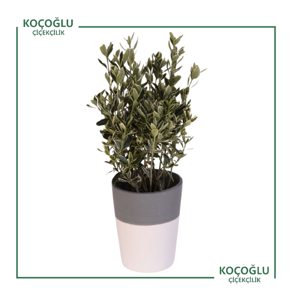 Euonymus Japonicus (Gümüş Taflan)