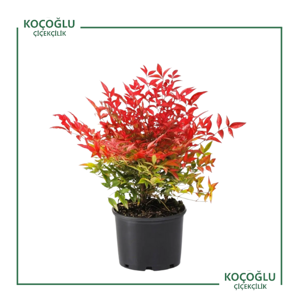 Domestica Obsessed Seika (Cennet Bambusu)