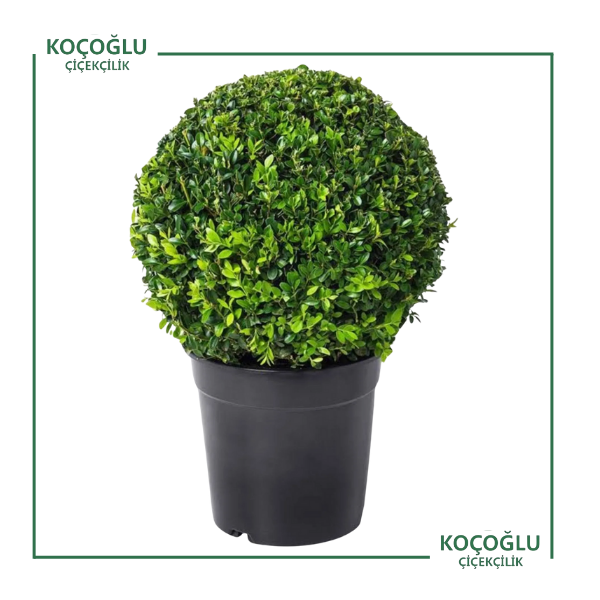 Buxus sp.</br> (Şimşir)