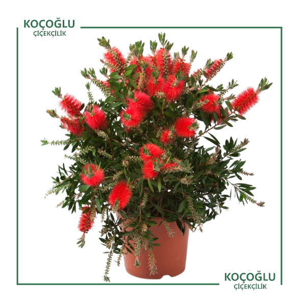 Callistemon Citrinus</br> (Fırça Çalısı)