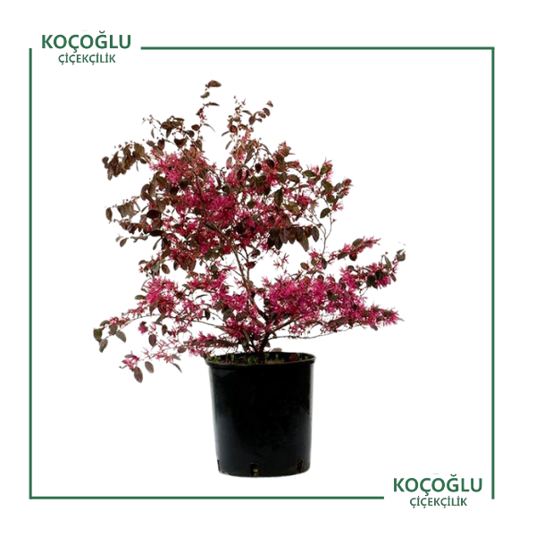 Loropetalum Chinense Black Pearl</br> (Pembe Mor Yapraklı Rüya Çiçeği)