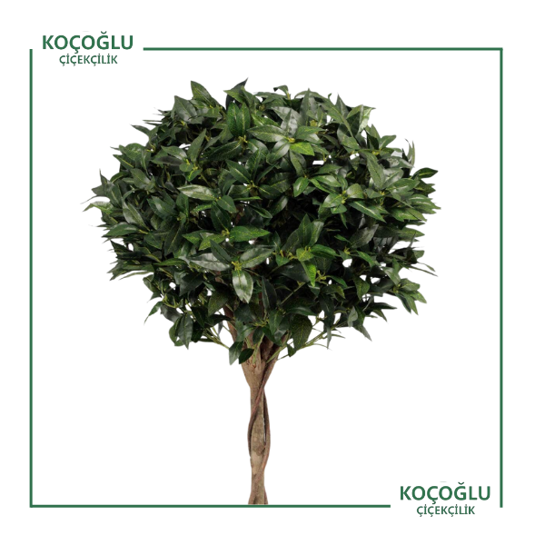 Laurus Nobilis</br> (Defne)</br></br></br>