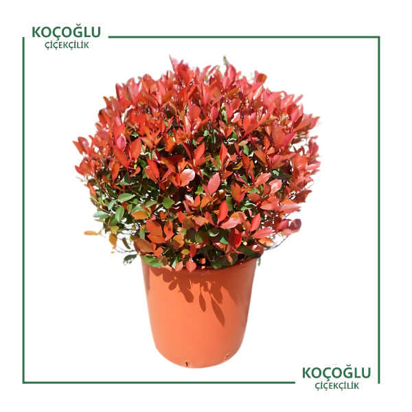 Photinia Serrulata</br> (Alev)</br></br>