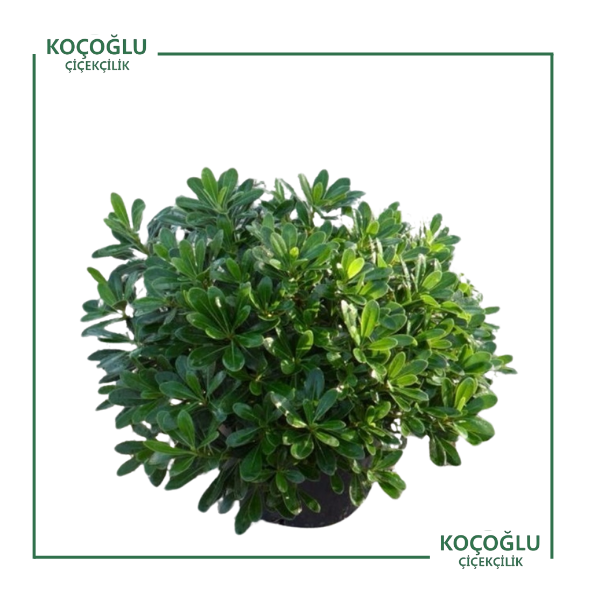 Pittosporum</br> (Pitos) </br> </br>