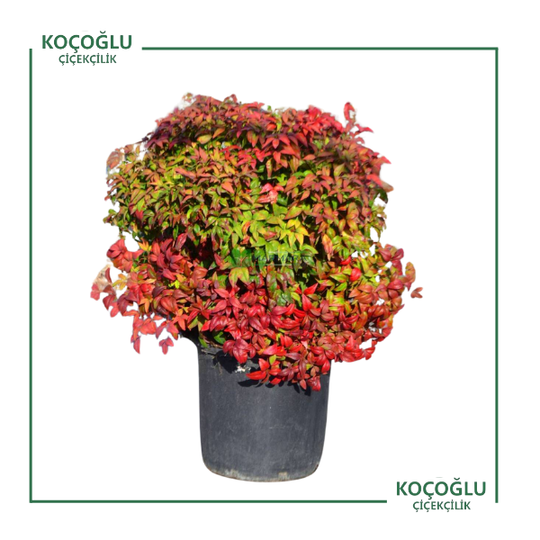 Nandina Domestica Fire Power</br> ( Bodur Cennet Bambusu)