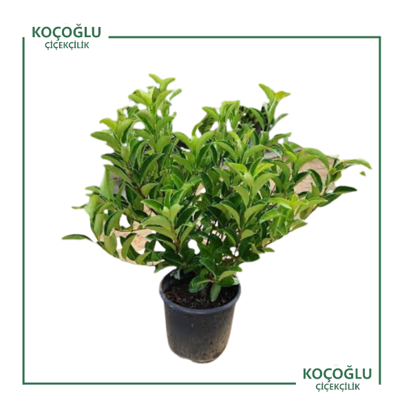 Viburnum Lucidum</br>(Kartopu Lisidum)