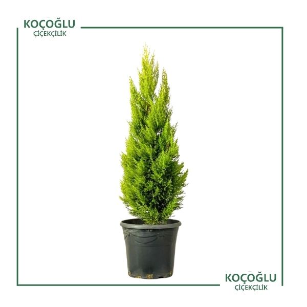 Cupressus macrocarpa goldcrest ( limon servi)