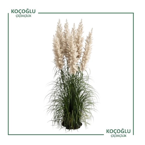 Cortaderia Selloana (Pampas)