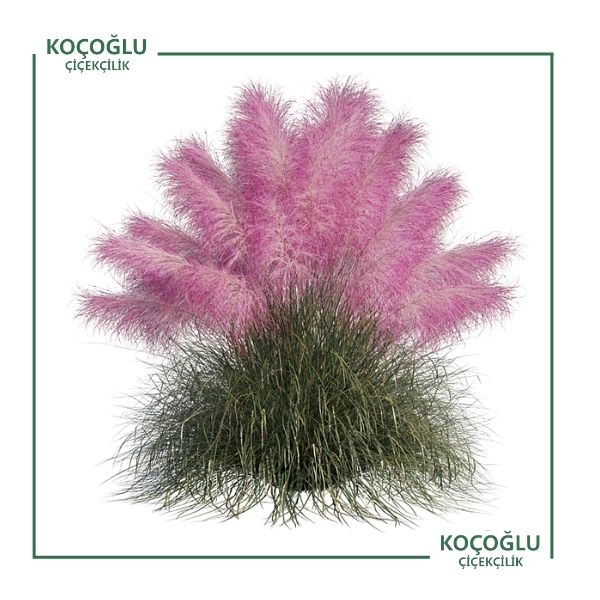 Muhlenbergia Capillaris (Pembe Pamuk Şekeri Çimi)