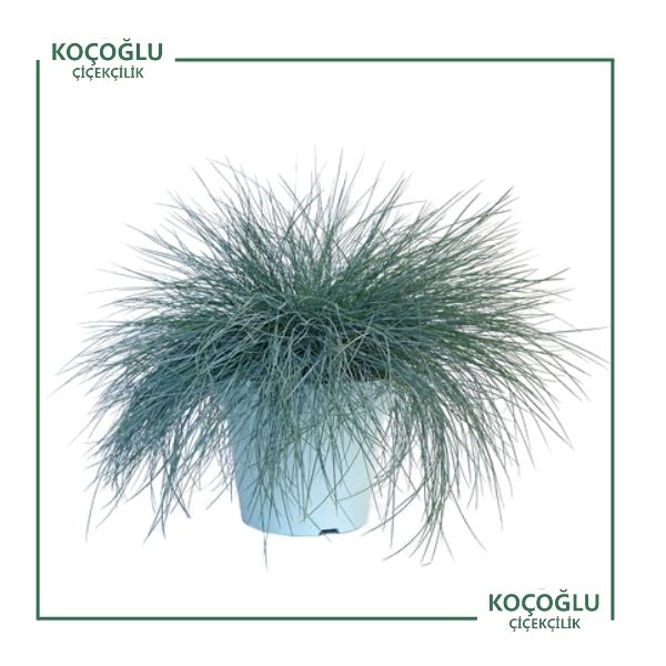 Festuca Glauca</br> (Mavi Çim)