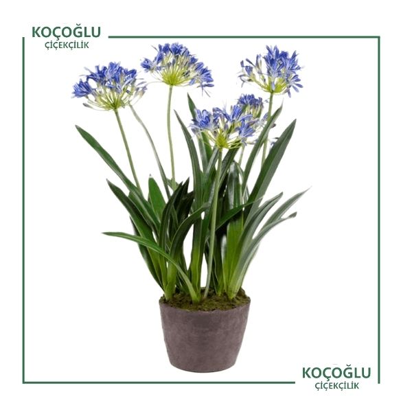 Agapanthus</br> (Afrika Zambağı)