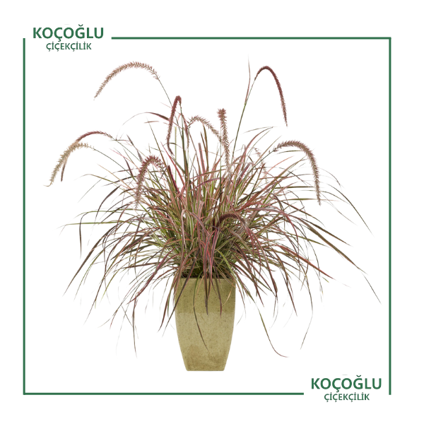 Pennisetum Rubrum</br>  ( Kırmızı Püskül Saz)