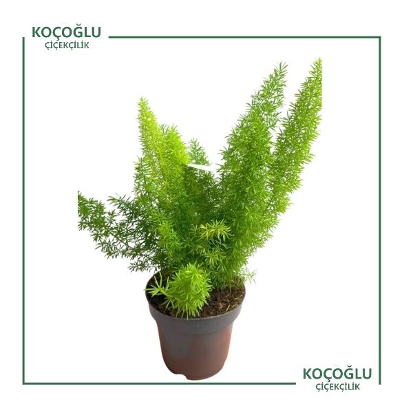 Asparagus Officinalis</br> (Tilki Kuyruğu)