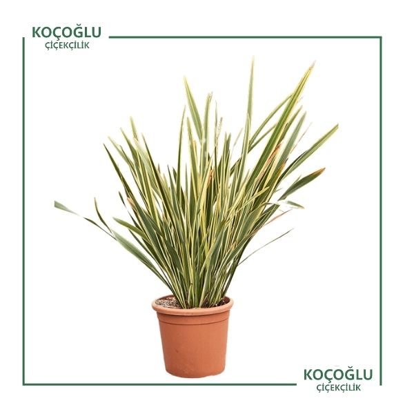 Phormium Tenax</br>(Yeni Zelanda Keteni)