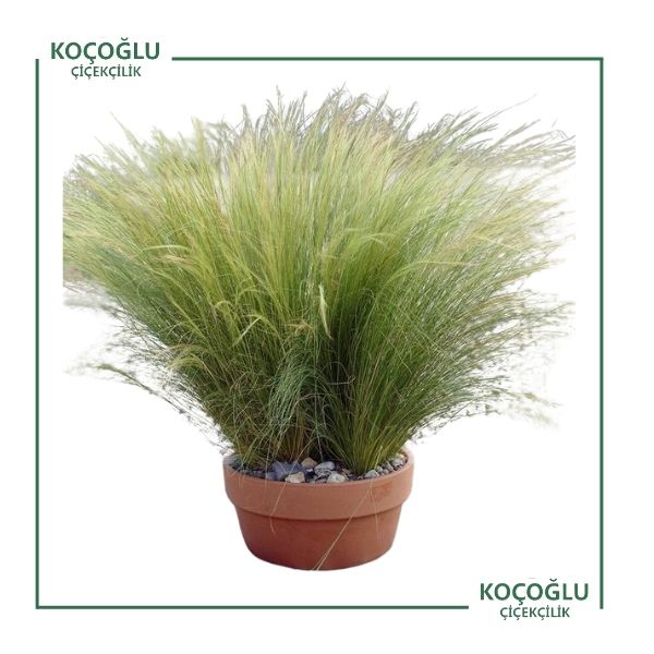 Stipa Tenuissima</br> (Sorguç Otu)
