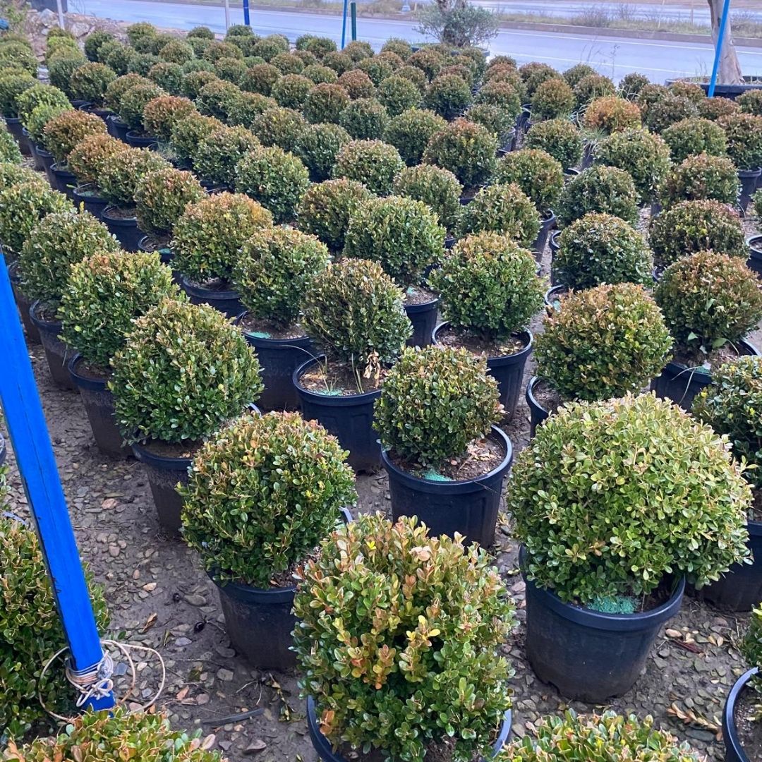 Koçoğlu Çiçekçilik