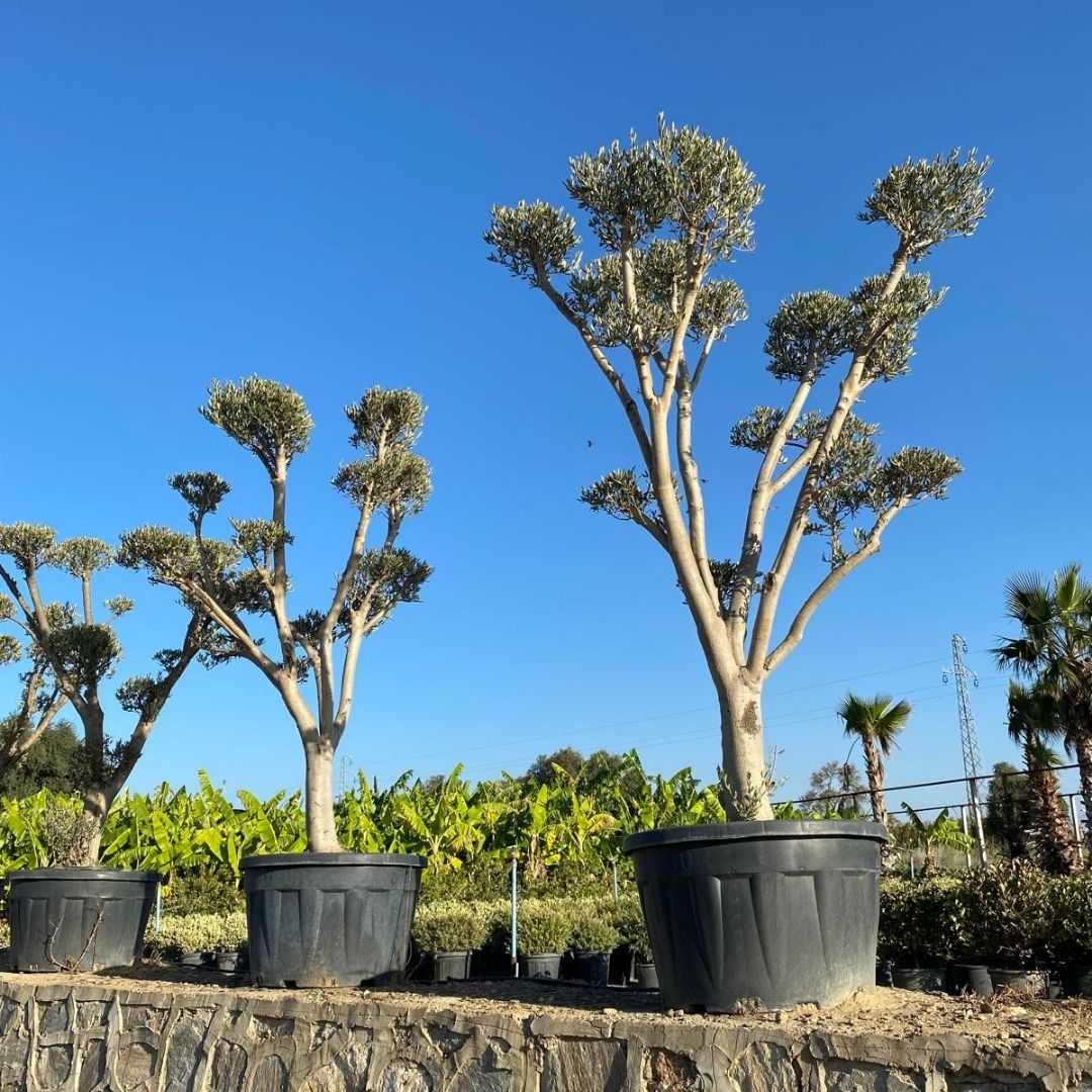 Koçoğlu Çiçekçilik