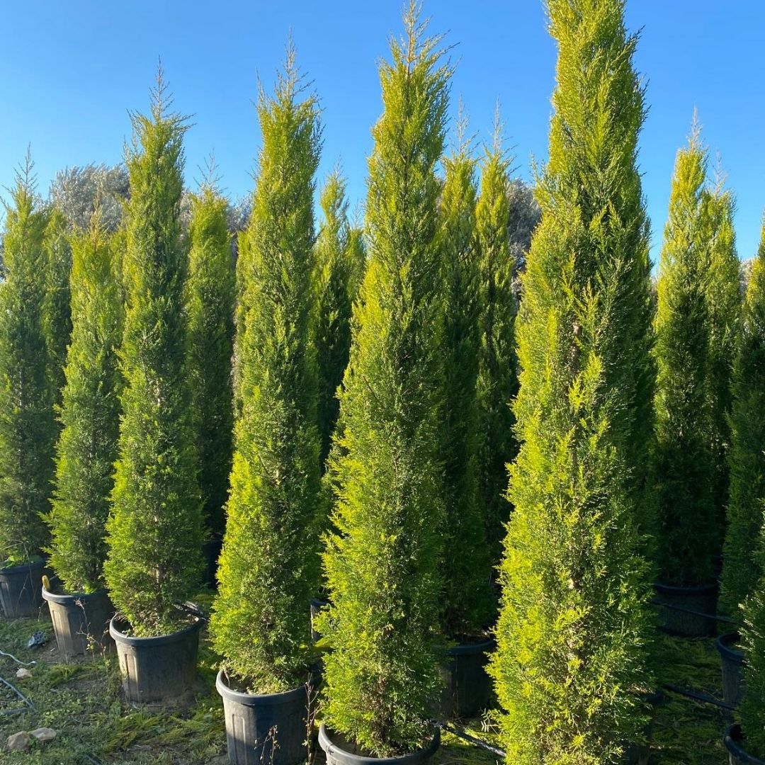 Koçoğlu Çiçekçilik