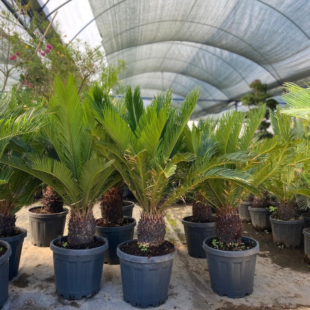 Koçoğlu Çiçekçilik