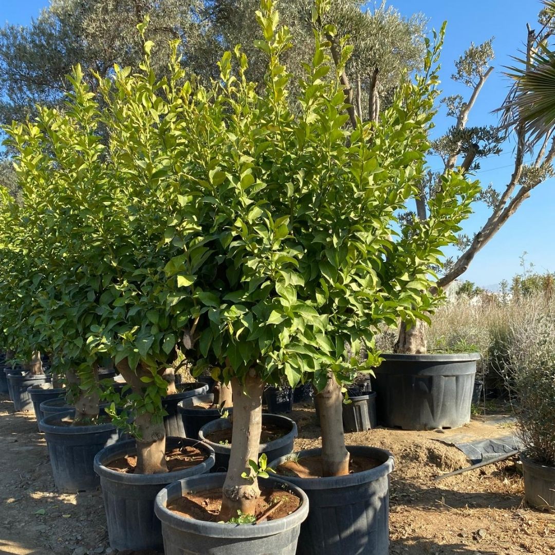 Koçoğlu Çiçekçilik