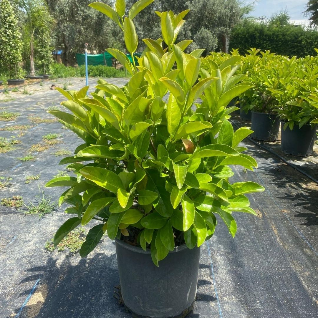 Koçoğlu Çiçekçilik