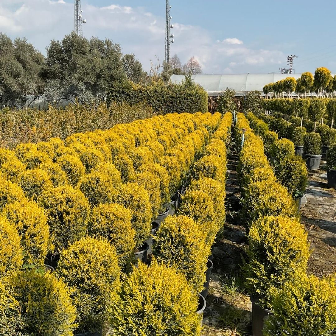 Koçoğlu Çiçekçilik