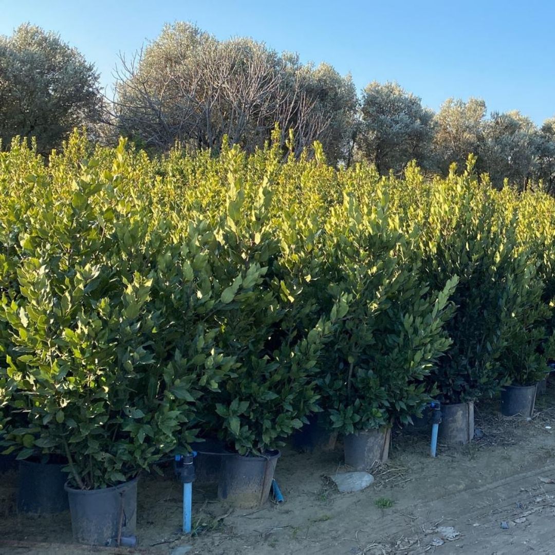 Koçoğlu Çiçekçilik