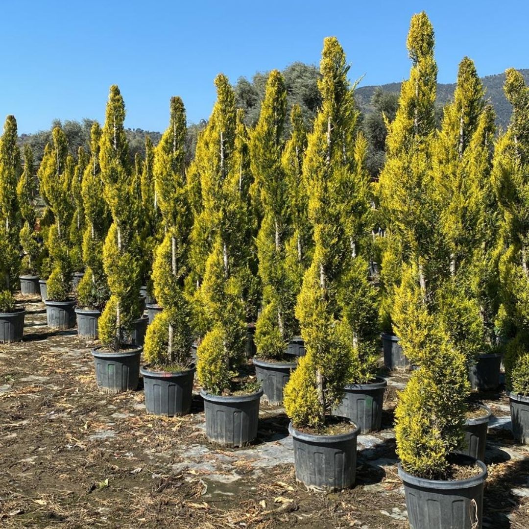 Koçoğlu Çiçekçilik