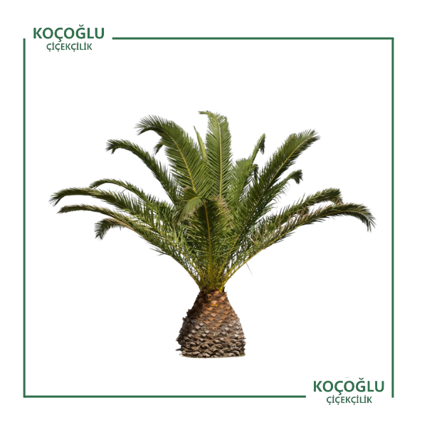 Chamaerops Humilis</br> (Kardeşli Palmiye)