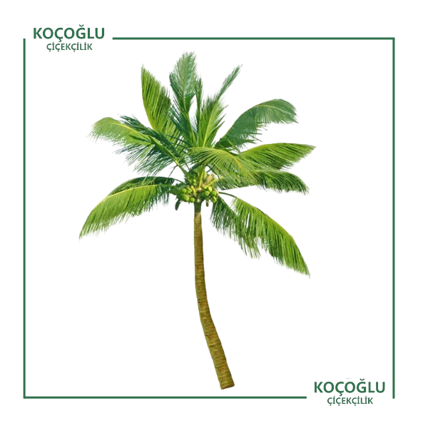 Arecastrum Romanzoffiana (Kraliçe Palmiye)