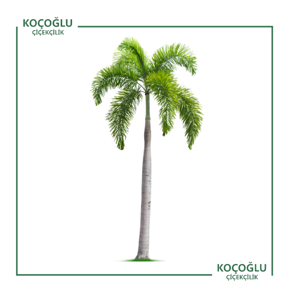 Washingtonia Rabusta (Palmiye)