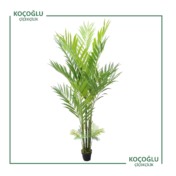 Archonto Phoenixalexandrae (Kral Palmiye)