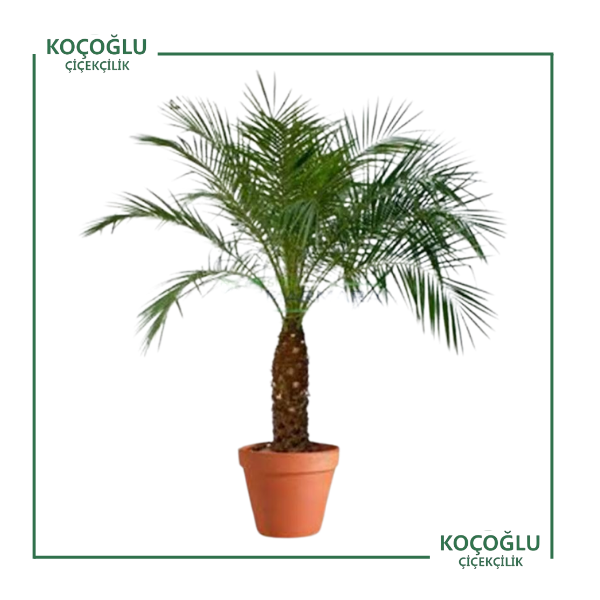 Phoenix Roebelenii</br> (Cüce Fenix)