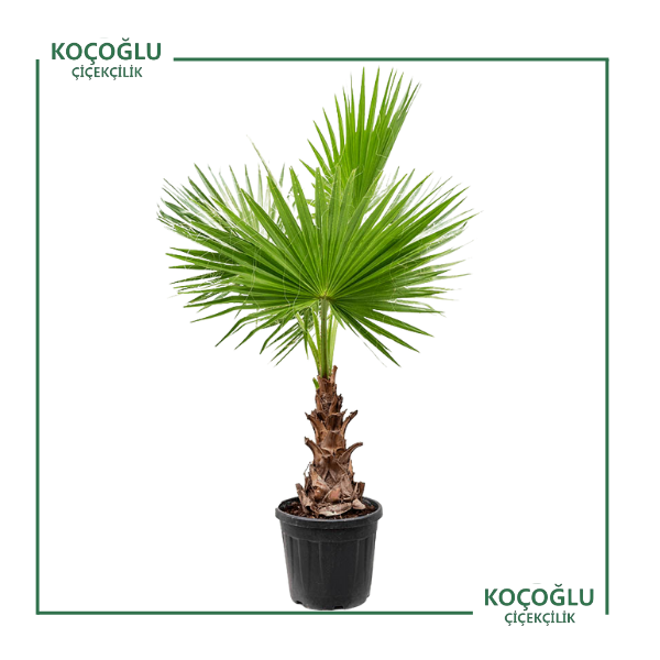 Chamaerops Exelsa </br>(Tüylü Palmiye)