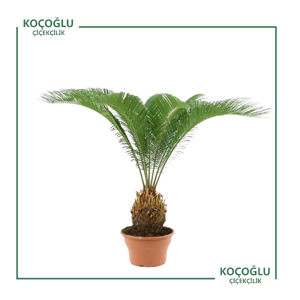 Cycas Revoluta</br> (Yalancı Sago Palmiyesi)