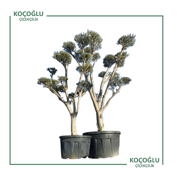 Olsa Europaea</br> (Zeytin)