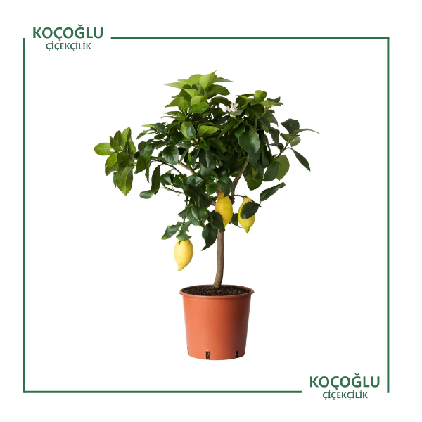 Citrus Limon</br> (Limon)