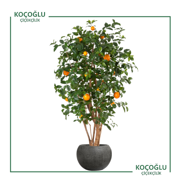 Citrus Reticulata</br> (Mandalin)