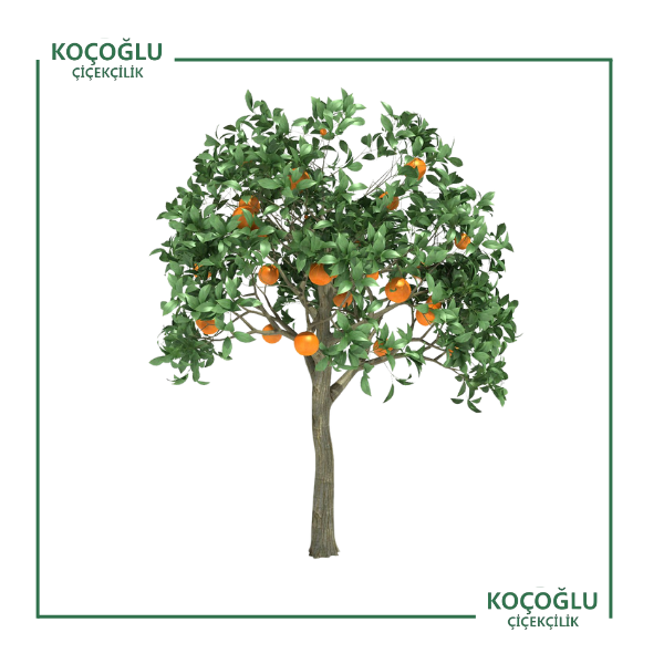 Citrus Sinensis</br> (Portakal)